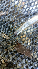 Cobitis elongatoides