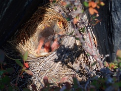 Junco hyemalis