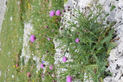 Carduus defloratus carlinifolius