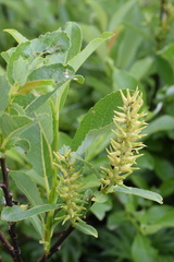 Salix glabra