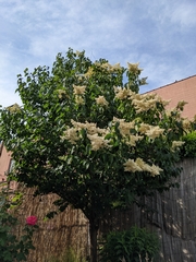 Syringa reticulata