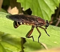 Mydas maculiventris
