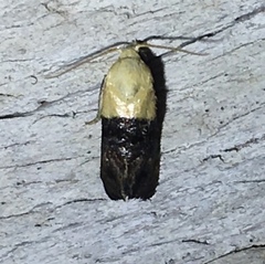 Eugnosta erigeronana