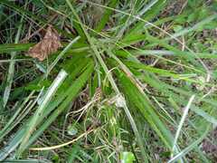 Eryngium horridum