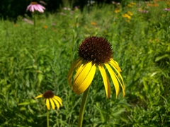 Echinacea paradoxa