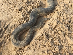 Hydrophis schistosus
