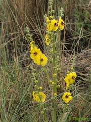 Verbascum dentifolium
