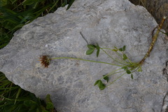 Trifolium thalii