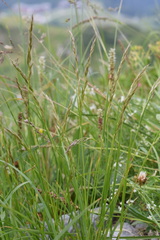 Trisetum alpestre
