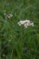 Laserpitium peucedanoides