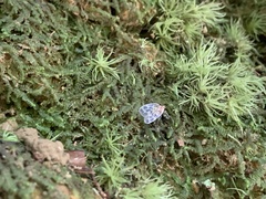 Borysthenes maculatus