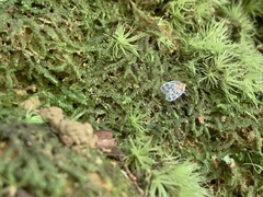 Borysthenes maculatus