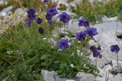 Aquilegia confusa