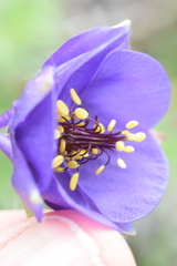 Aquilegia confusa