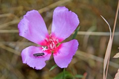 Clarkia rubicunda