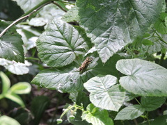 Macrostemum radiatum