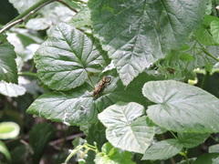 Macrostemum radiatum