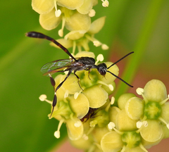 Gasteruption jaculator