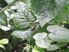 Macrostemum radiatum