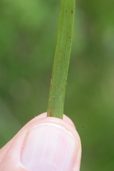 Luzula sylvatica sieberi