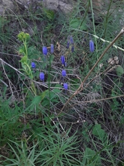 Adenophora stenanthina