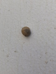 Helicoidea