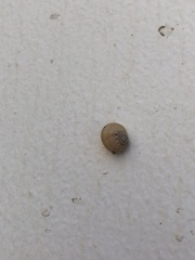 Helicoidea