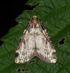 Aglossa costiferalis