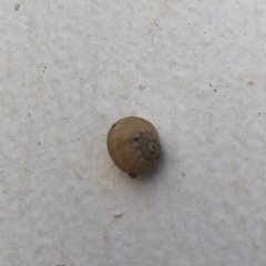 Helicoidea