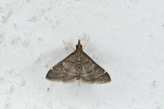 Steniodes declivalis