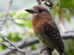 Malacoptila mystacalis