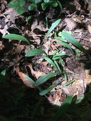 Platanthera clavellata