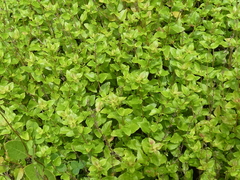 Clinopodium carolinianum
