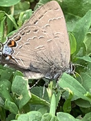 Satyrium calanus