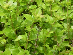 Clinopodium carolinianum