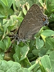 Satyrium calanus