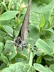 Satyrium calanus