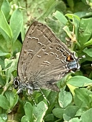 Satyrium calanus