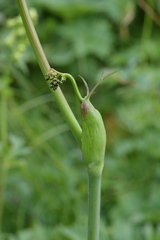 Laserpitium gaudinii