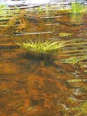 Sparganium fluctuans