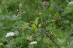 Laserpitium gaudinii