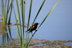 Agelaius phoeniceus
