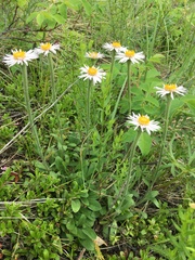 Aster alpinus vierhapperi