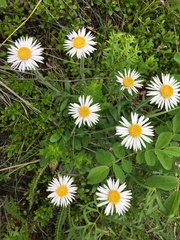 Aster alpinus vierhapperi
