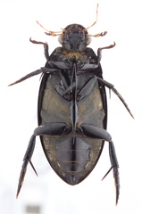 Hydrophilus ensifer