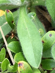 Aster alpinus vierhapperi
