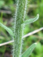 Aster alpinus vierhapperi