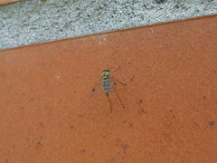 Chrysopilus asiliformis