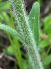 Aster alpinus vierhapperi