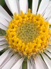 Aster alpinus vierhapperi
